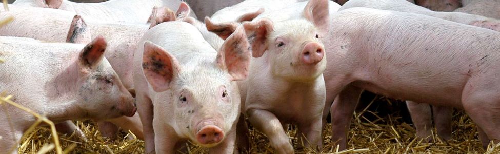 microbiote intestinal, preuve chez les porcs © INRAE