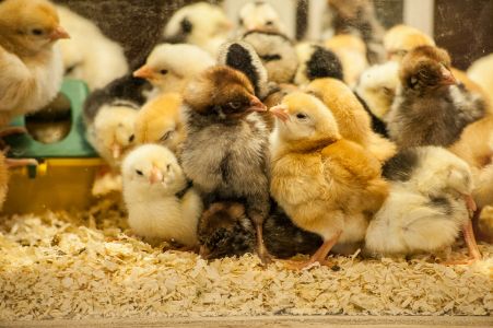 Chicks INRAE