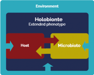Schéma holobionte © INRAE